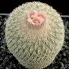 Epithelantha_pachyrhisa_3